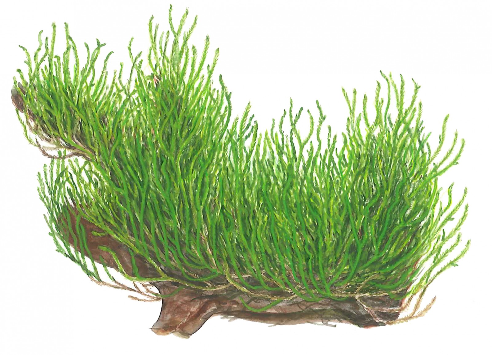 Taxiphyllum sp. 'Flame' (Flame moss)